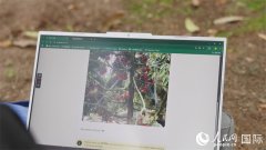 能够把榴莲的全体财产链数字化息化、智能化